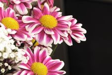 Pink And White Chrysanthemums Royalty Free Stock Photography Pink And White Chrysanthemums Royalty Free Stock Photography