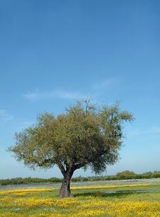 Tree In Flowery Field Royalty Free Stock Photo Tree In Flowery Field Royalty Free Stock Photo