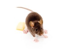 Brown Rat Stock Photo Brown Rat Stock Photo