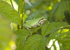 Pacific Tree Frog Royalty Free Stock Photos