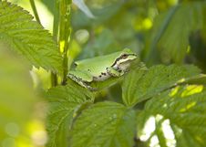 Pacific Treefrog Stock Photography Pacific Treefrog Stock Photography