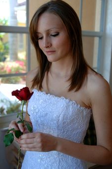 Bride With Rose Stock Photography Bride With Rose Stock Photography