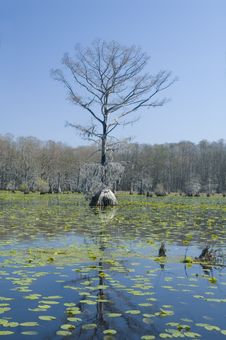 Cypress Tree And Lilypads Royalty Free Stock Image Cypress Tree And Lilypads Royalty Free Stock Image