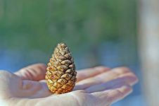 Pine Cone Royalty Free Stock Photo Pine Cone Royalty Free Stock Photo