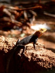 Agama Sunbathing Royalty Free Stock Photo Agama Sunbathing Royalty Free Stock Photo