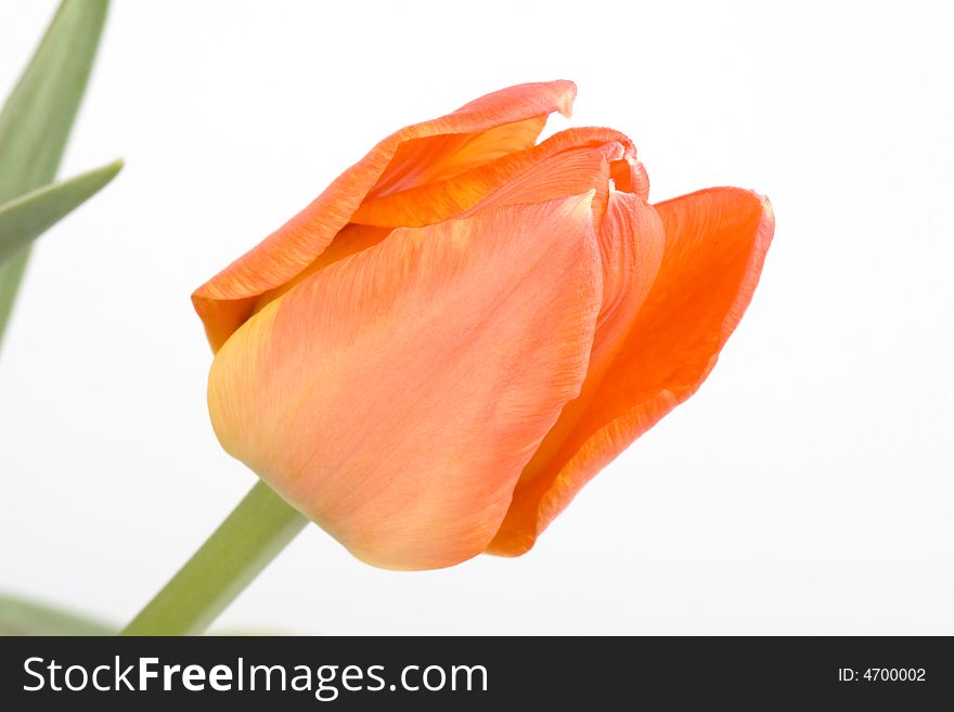 Close up of  orange tulip