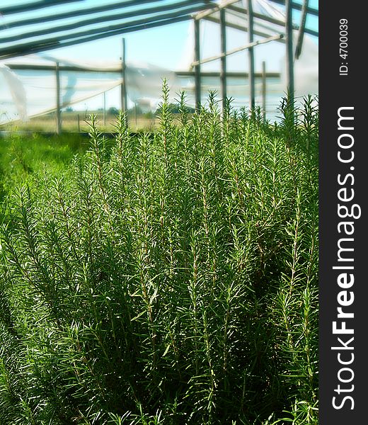 Natural Herbs In A Greenhouse