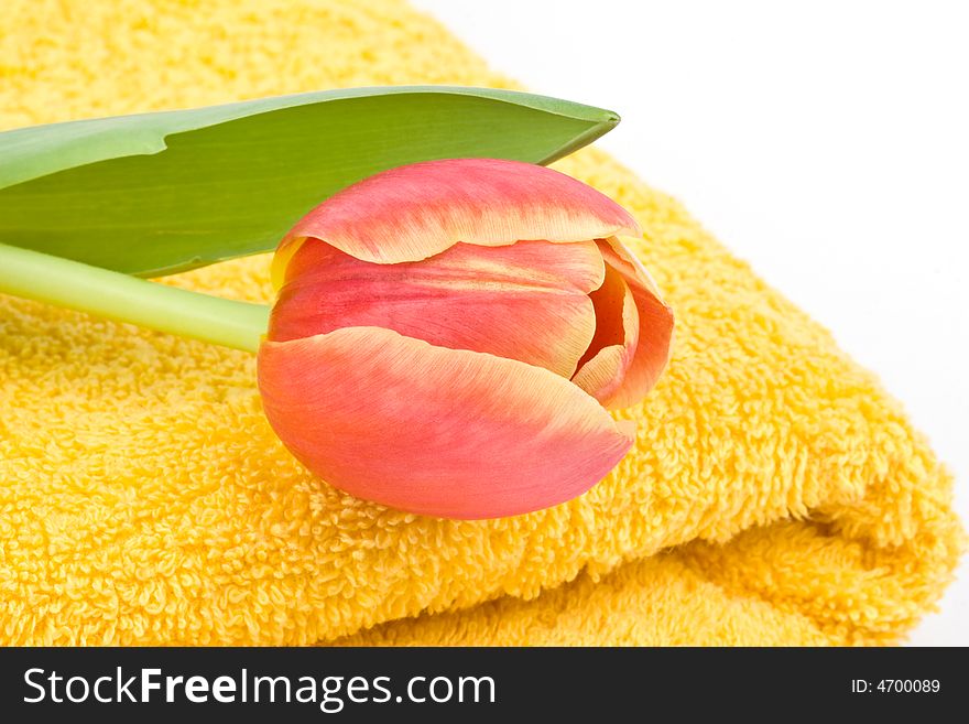 Yellow towel and tulip on a white