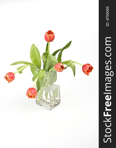 Tulips In A Vase