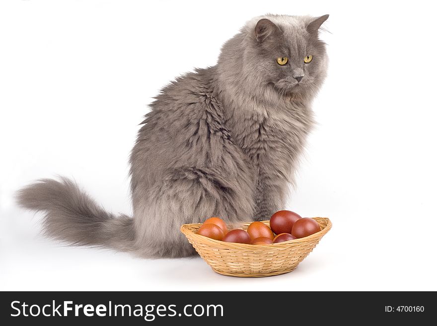Gray Cat and easter eggs in a basket