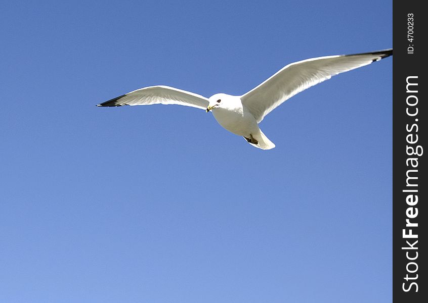 Close-up of a single seagull in flight. Close-up of a single seagull in flight