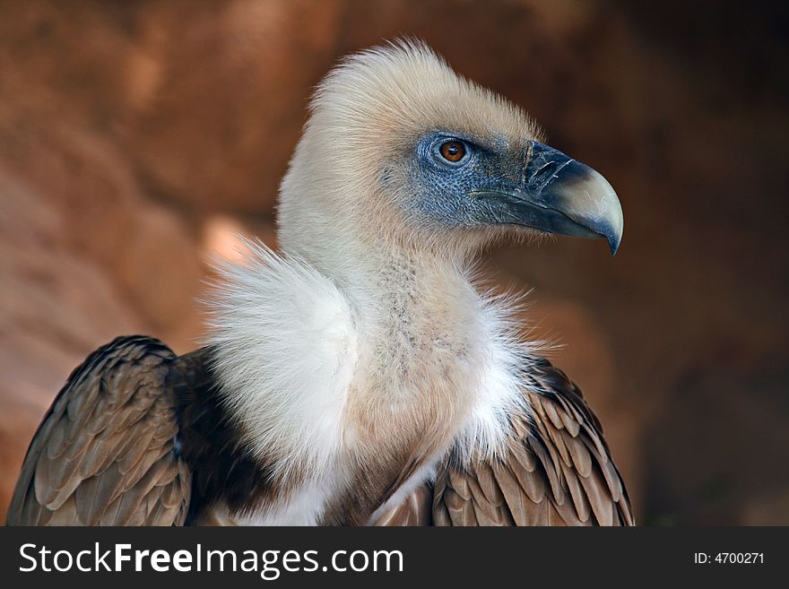 A Vulture is against a background of brown rock. A Vulture is against a background of brown rock