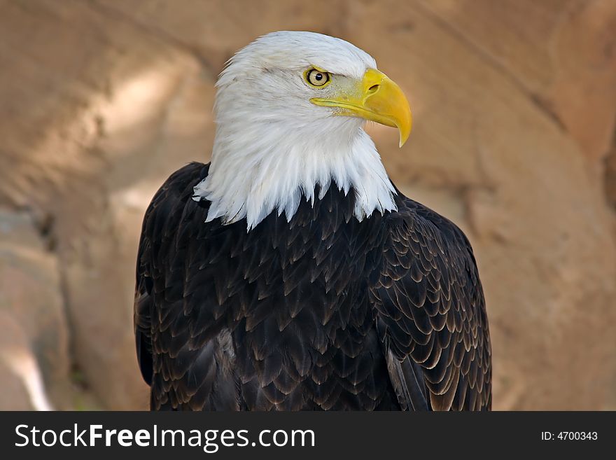 White-haired sea-eagle