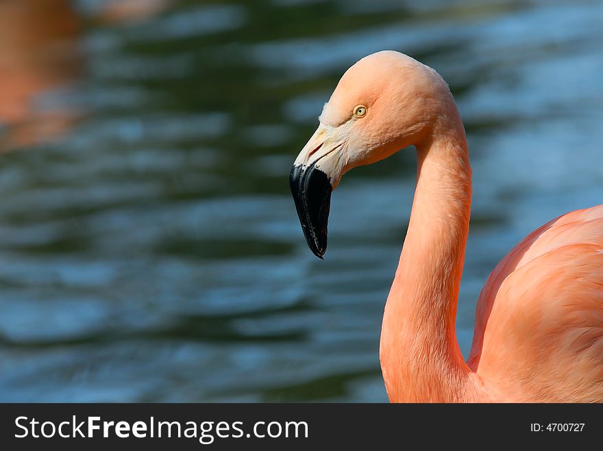 Beautiful pink flamingo in water