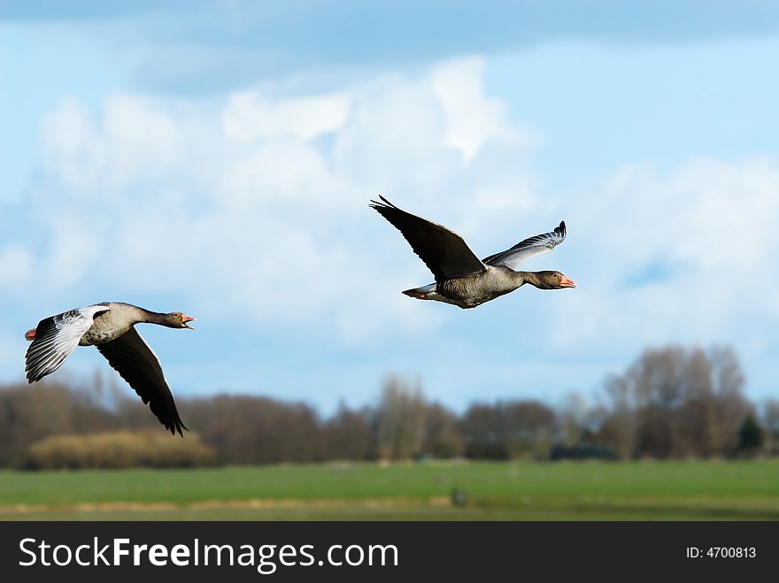 Geese in flight