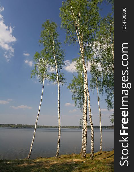 Birches next to the lake in the sunny day