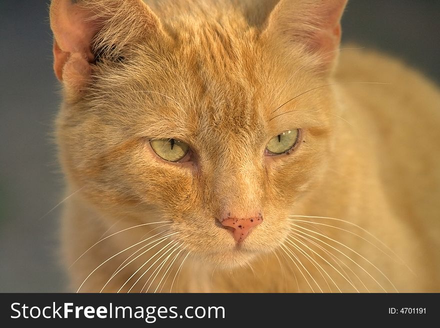 Red Cat guarding his territory