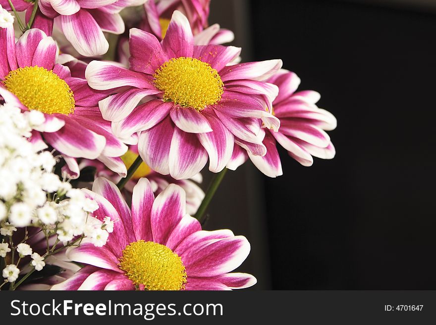 Pink and white chrysanthemums against a dark background