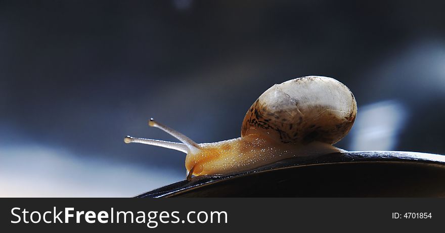 Snail creeps on surfaces on dark background, close up