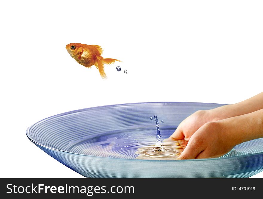 Gold fish jump out from the hand. Gold fish jump out from the hand