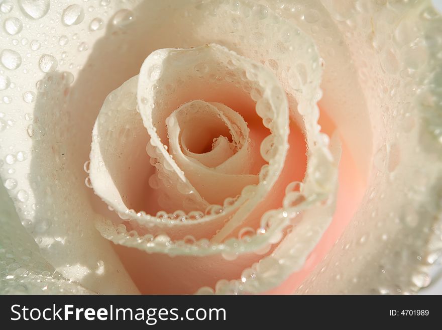 Pink white rose with water drops