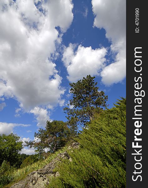 Green trees,  sky and clouds in autumn park. Green trees,  sky and clouds in autumn park