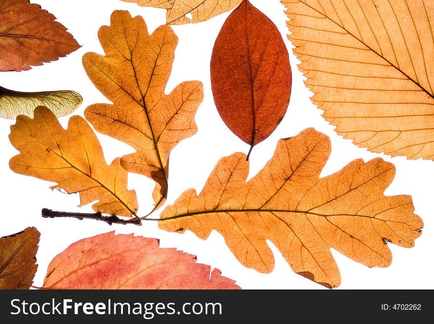 Autumn leaves isolated on a white background. Close-up. Clipping path included. Autumn leaves isolated on a white background. Close-up. Clipping path included.