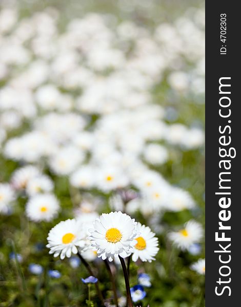 Closeup of three little white daisies in a blurred meadow full of flowers. Space for copy. Closeup of three little white daisies in a blurred meadow full of flowers. Space for copy.