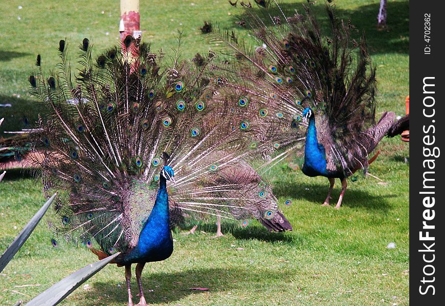 Green Peafowl are large birds, the largest galliform on earth in terms of overall length and wingspan, though rather lighter-bodied than the Wild 
Turkey. The male grows up to 3 meters (10 feet) long, including the train and weighs up to 5 kg (12 lbs). The female is 1.1 meter (3.5 feet) long and weighs about 1.1 kg (2.4 lbs). It has large wingspan and Green Peafowl is unusual amongst Galliform birds in their capacity for sustained flight. They are documented flying over the ocean to roost on islets off the coast of Java and on islands in large lakes in Yunnan. Some of the islets and islands are more than fifteen miles from shore. Green Peafowl are large birds, the largest galliform on earth in terms of overall length and wingspan, though rather lighter-bodied than the Wild 
Turkey. The male grows up to 3 meters (10 feet) long, including the train and weighs up to 5 kg (12 lbs). The female is 1.1 meter (3.5 feet) long and weighs about 1.1 kg (2.4 lbs). It has large wingspan and Green Peafowl is unusual amongst Galliform birds in their capacity for sustained flight. They are documented flying over the ocean to roost on islets off the coast of Java and on islands in large lakes in Yunnan. Some of the islets and islands are more than fifteen miles from shore.