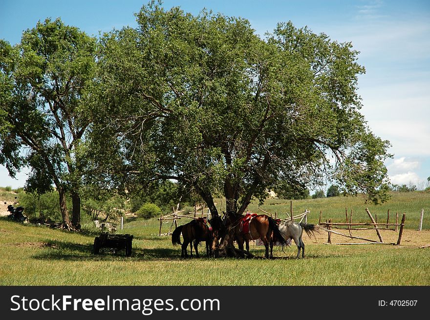 Beautiful blue sky and white clouds of cattle and sheep on the grasslands. Beautiful blue sky and white clouds of cattle and sheep on the grasslands