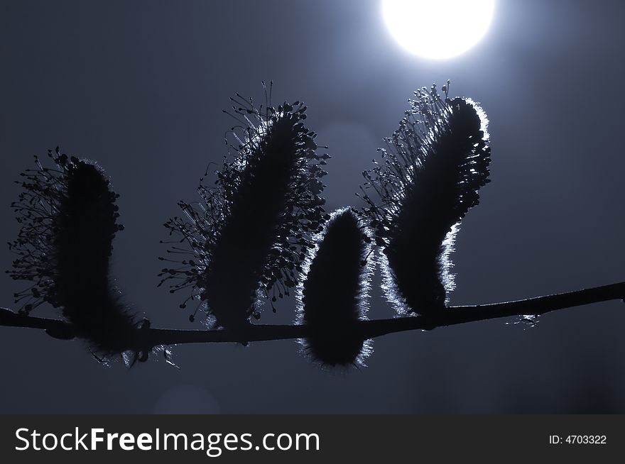 A group of willow buds resembling a family, toned. A group of willow buds resembling a family, toned