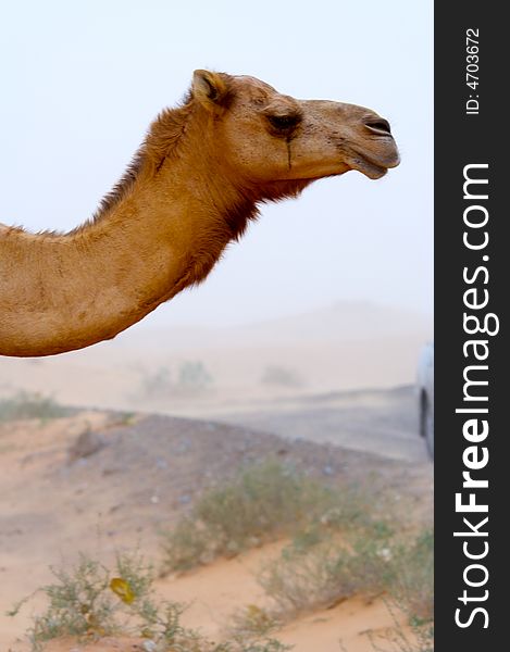 Photo head of wild camels in the desert. Photo head of wild camels in the desert.