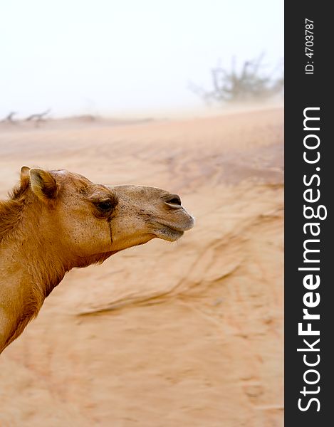 Close-up photo head camel in the desert