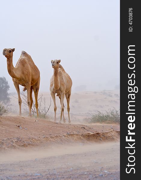 Wild Camels