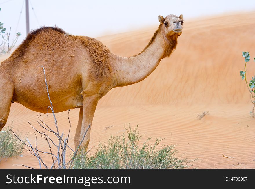 Lonely camel in a desert. Lonely camel in a desert