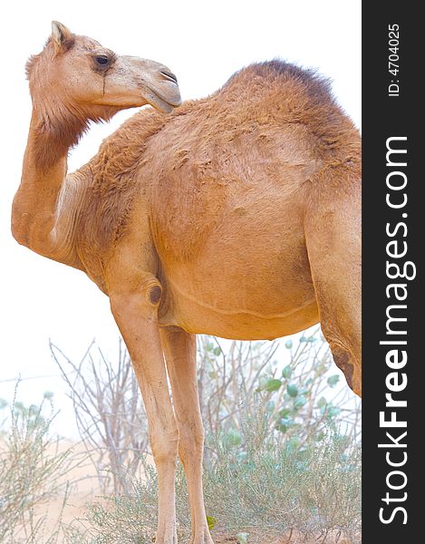 A camel is looking round