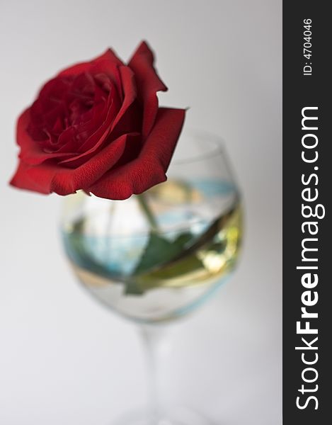 Red rose in large wine glass on white background
