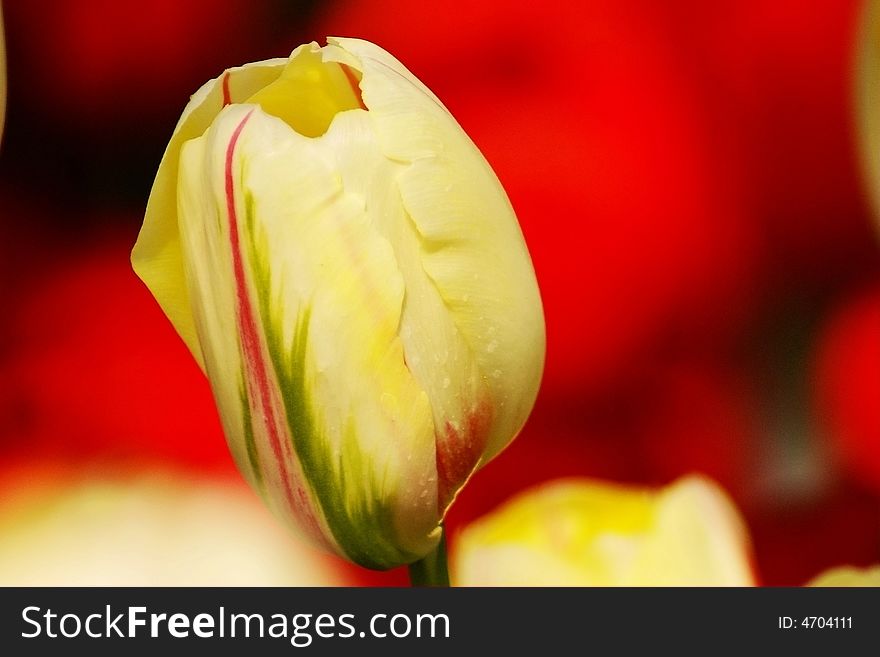 Tulip Bud