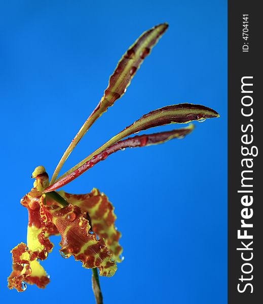 Close up of exotic and rare  jmoncidium orchid