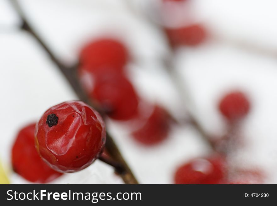 Red Berry against white snow background in winter