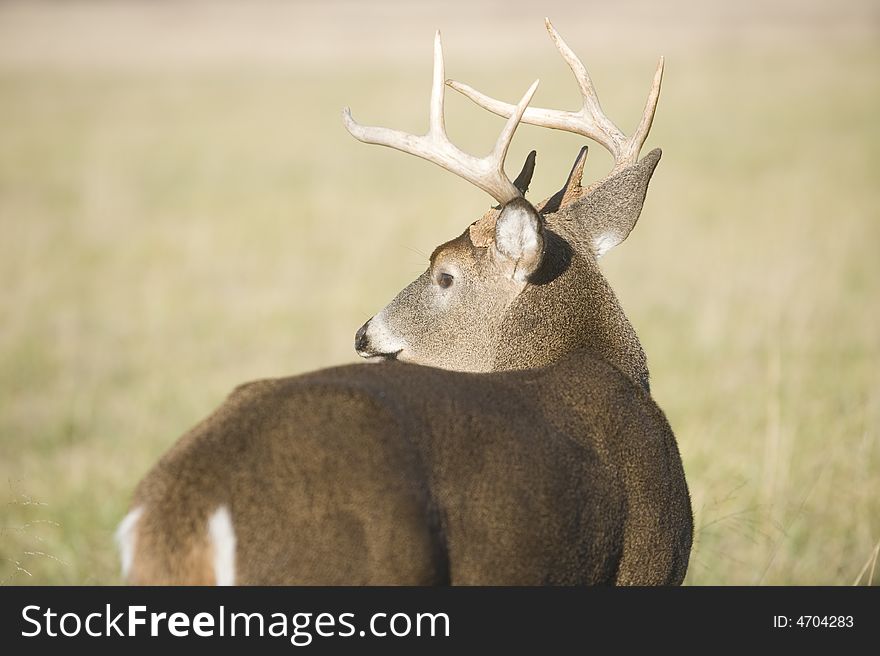 A whitetail deer buck looks back for danger while standing in a Tennesse field. A whitetail deer buck looks back for danger while standing in a Tennesse field