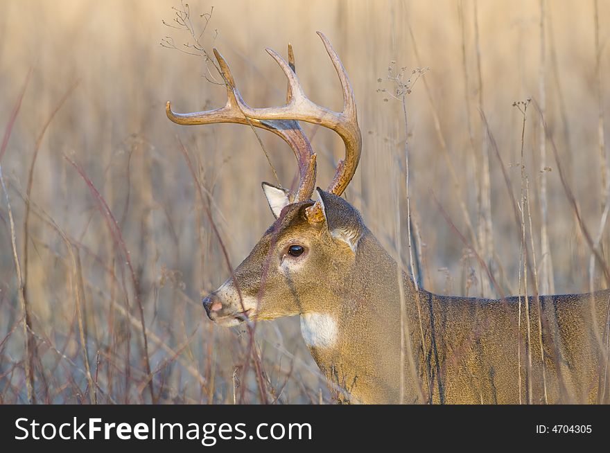 A whitetail buck stands in the tall weeds just before nightfall in Tennessee. A whitetail buck stands in the tall weeds just before nightfall in Tennessee