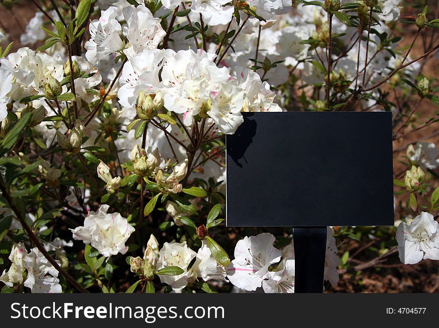 A blank sign sits in front of a white azalea bush. A blank sign sits in front of a white azalea bush.