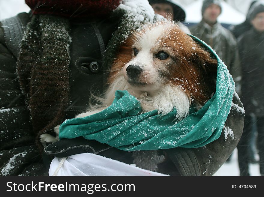 The dog freezes on hands mistress in a snowfall.