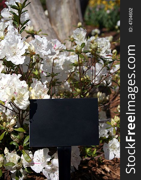 A blank black sign sits in front of an azalea bush. A blank black sign sits in front of an azalea bush.