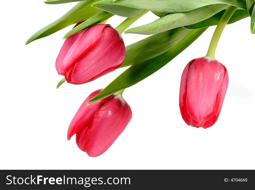 Red tulip blossoms - isolated on white background