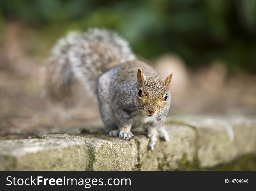 Squirrel waiting for nut on the stone