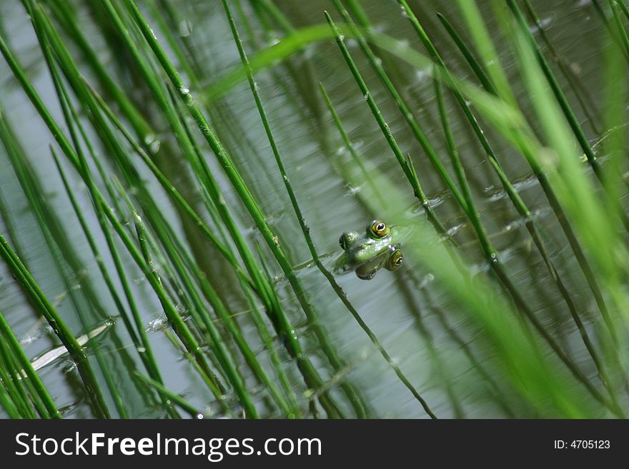 A Bullfrog pokes it head out of the water in a reedy marsh. A Bullfrog pokes it head out of the water in a reedy marsh.