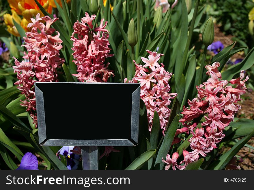 A blank black sign sits in a garden full of pink hyacinths. A blank black sign sits in a garden full of pink hyacinths.