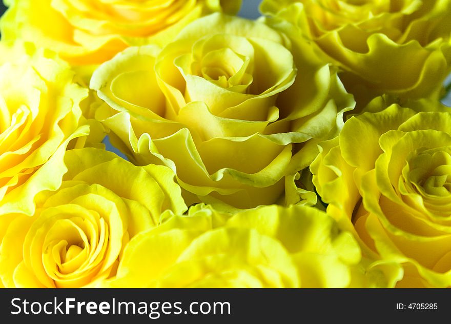 Yellow bouquet of roses close-up